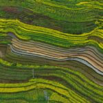 The land and field in Yanjin country